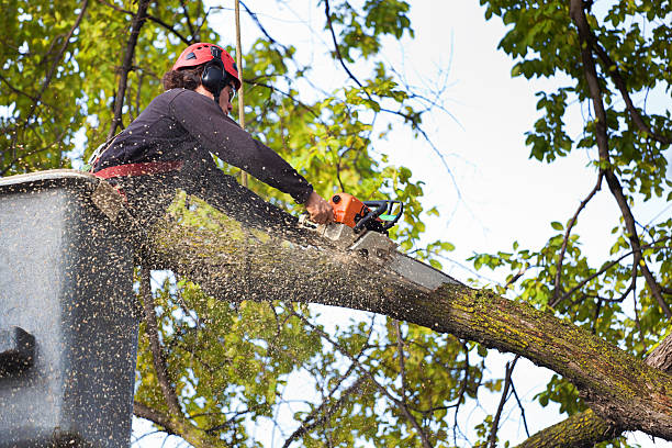 Best Residential Tree Removal  in Union Hall, VA